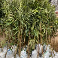 نهال اذگیل تک هسته نهالستان زرقان