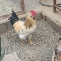 خروس چهل تاج خوشگل ودرشت وجوان|حیوانات مزرعه|قنوات, |دیوار