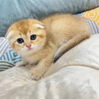 مجموعه گربه ایران کتز|گربه|اصفهان, کوی امیریه|دیوار
