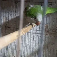 طوطی راهب سبز مولد|پرنده|محمدشهر, محمدشهر|دیوار