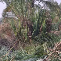 نخل|خدمات باغبانی و درختکاری|چمران, |دیوار