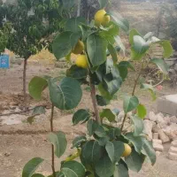 چند-قطعه-زمین-باغی-درهمدان-معاوضه-با-خودرو