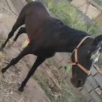 اسب