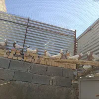 کبوتر طوقی مولد پاک