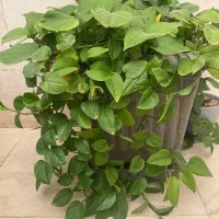 گل طبیعی پیتوس