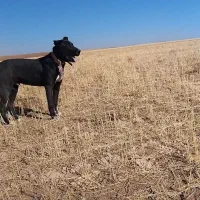 توله ۸ماهه ۱۵ملیون