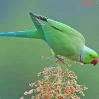 طوطی ملنگو نر