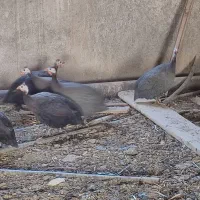 تعداد ۸عددمرغ شاخ دار نر و ماده. حدودا 1ساله.