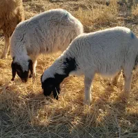 بره نروماده|حیوانات مزرعه|کوزران, |دیوار