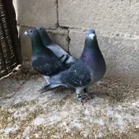 فروش سه نر پلاکی قلدر