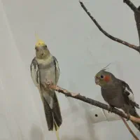 1 جفت عروس هلندی ـبا 1جوجه دونخور دوماهه ویکساله