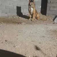 سک سرابی|سگ|اردبیل, |دیوار