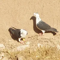 کبوتر بزک پلاکی