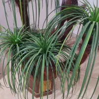 گلدان مصنوعی|گل مصنوعی|کرج, شهرک احمدیه‎|دیوار