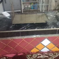 عروس هلندی با قفس|پرنده|مشگین شهر, |دیوار