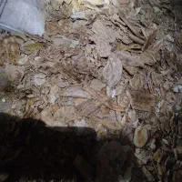 نان خشک