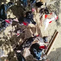 بغلمون نر و مادر و جوجه بغلمون|حیوانات مزرعه|اسحاق آباد, |دیوار