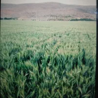 زمین-کشاورزی