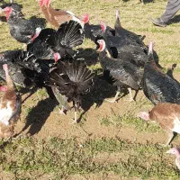 بوقلمون برنز و بوربون|حیوانات مزرعه|کوهدشت, |دیوار