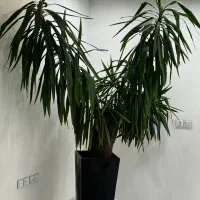 یوکای بسیار بزرگ و زیبا|گل و گیاه طبیعی|اصفهان, مرداویج|دیوار