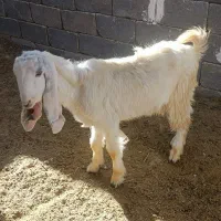 فروش 5 عدد کهره نیم گوشت|حیوانات مزرعه|بیرم, |دیوار