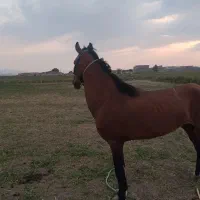 اسب|اسب و تجهیزات اسب‌سواری|سراب, |دیوار