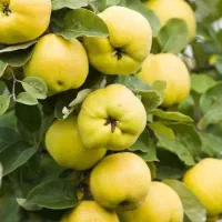 فروش نهال های پیوندی خاص|گل و گیاه طبیعی|تهران, زعفرانیه|دیوار