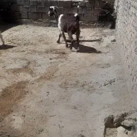 بزغاله