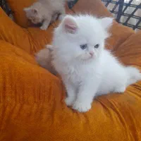 گربه پرشین|گربه|زارچ, |دیوار