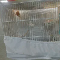 جفت قناری  اماده سرحال