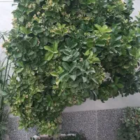 گل و گیاه شمشاد طلایی و نخل ماداگاسکار|گل و گیاه طبیعی|اصفهان, بوستان کوهستانی صفه|دیوار