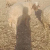 شک ورن سنجابی اصیل