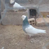 جفت طوقی عروسک|پرنده|کوهبنان, |دیوار