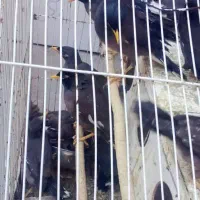 جوجه مینا|پرنده|بندرعباس, |دیوار