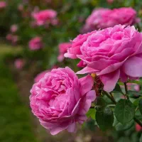 گل محمدی هیبریدی بدون خار بلغاری