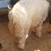 بره چاق چاق روغنی