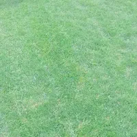 طراحی و اجرای فضای سبز چمن رول طبیعی