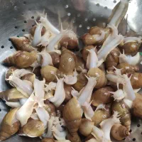 حلزون آلبینو|خزنده|تبریز, |دیوار