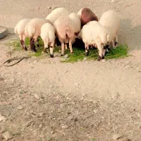 قوچ و بره یک ساله