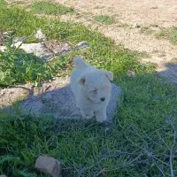 فروشی هر کدوم ۶ تومن