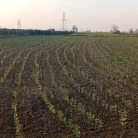 مزرعه باقالی ، ۱ هکتار ، کاشت ردیفی|خوردنی و آشامیدنی|امامزاده عبدالله, |دیوار