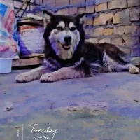 هاسکی پاکوتاه ماده