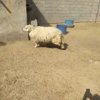 یک عدد گوسفند نر