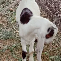 ۴ تا کره دره نر یه عدد ماده تر تمیز طراحی ترتمیز