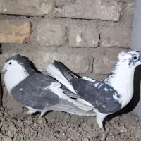 کبوتر دمگیر