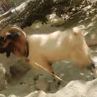 چپش فروشی|حیوانات مزرعه|پاتاوه, |دیوار