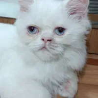 گربه پرشین سه ماهه