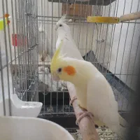عروس هلندی جفت نر و ماده