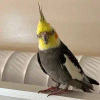 پرنده عروس