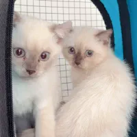 گربه اسکاتیش سیلور چشم آبی دونیم ماه نرماده موجود